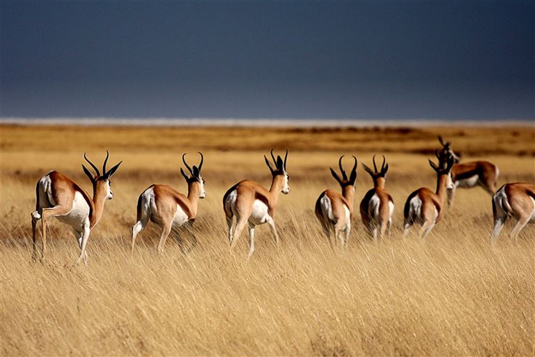Die Große Namibiareise @  SerendipPhoto /adobestock